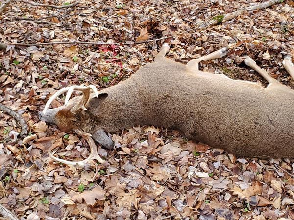 8 pt Chippewa County